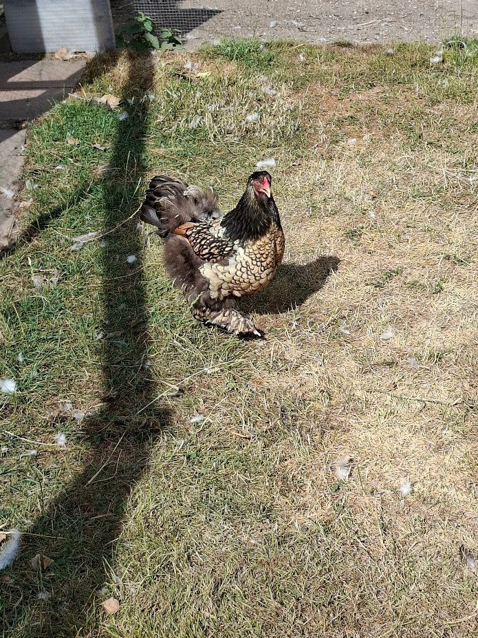 1 Brahma ourlé doré/noir, Femelle, Poule ou poulet
