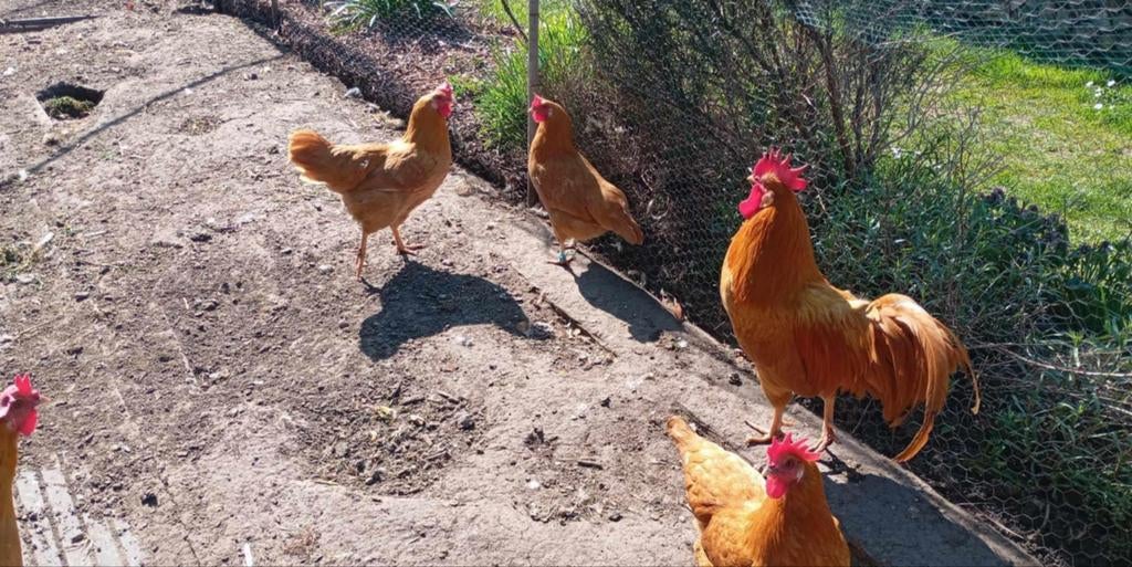 Broedeieren leghorn buff, Dieren en Toebehoren