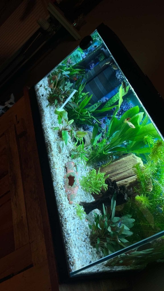 Complete aquarium hobby (60L & Superfish 30L) , Eheim pomp!, Dieren en Toebehoren, Overige typen, Zoetwatervis