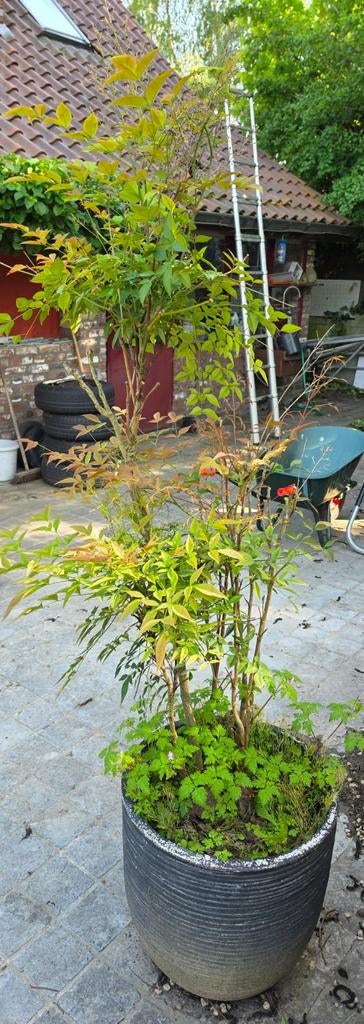 Heavenly bamboe, Tuin en Terras, Ophalen