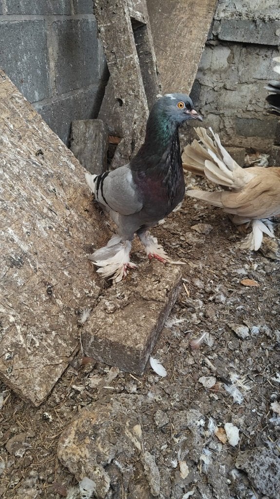 Duiven  25!€  2stuk, Dieren en Toebehoren, Meerdere dieren, Kropper