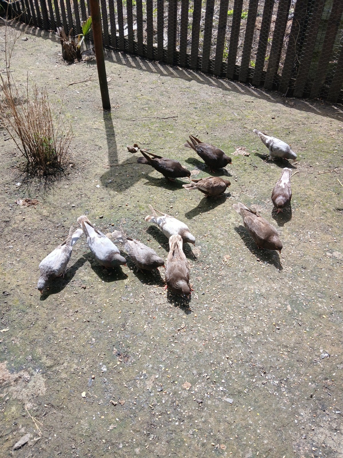Sierduiven te koop