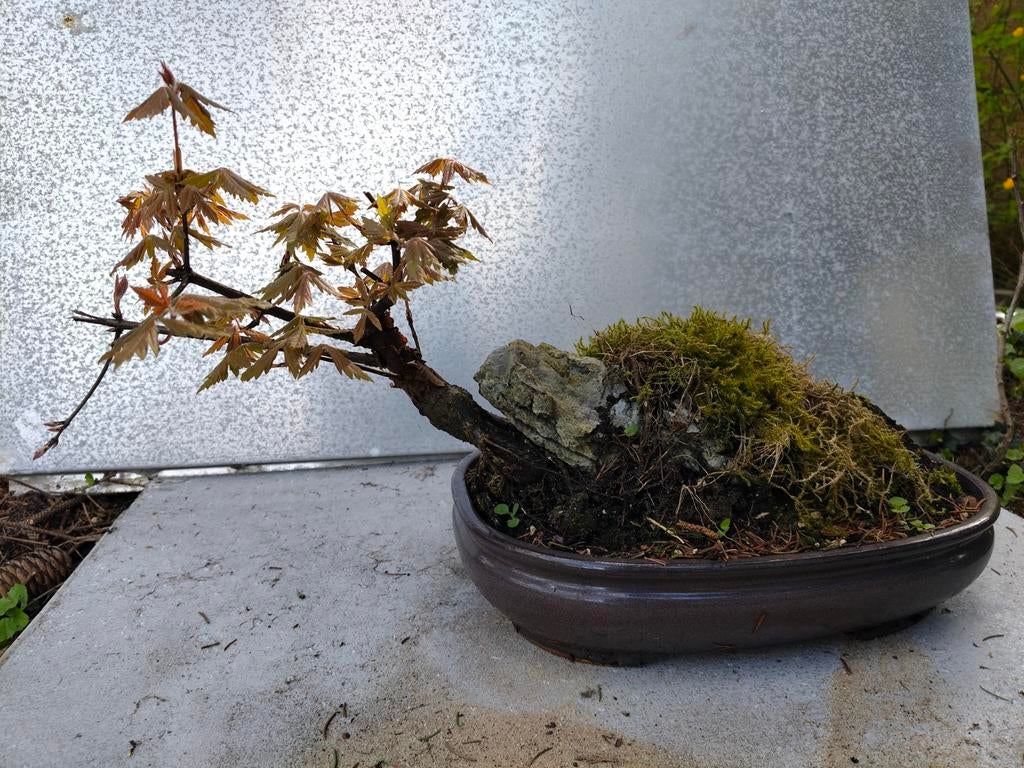 Chinese esdoorn pré bonsai, Ophalen