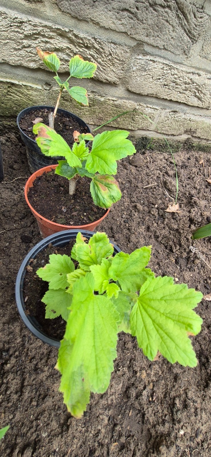 Rode bessen plantjes, Ophalen