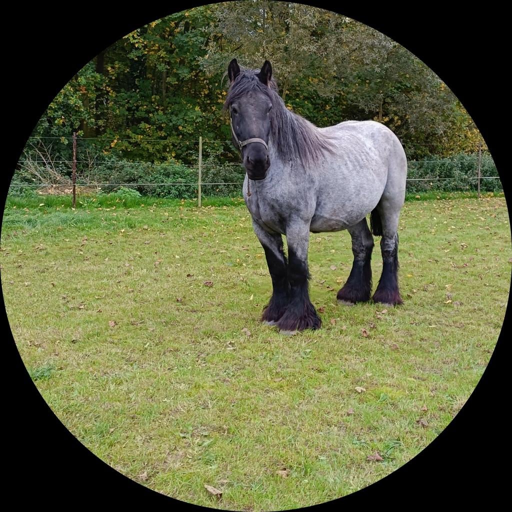 Fokmerrie boerenpaard drachtige, Dieren en Toebehoren, Merrie
