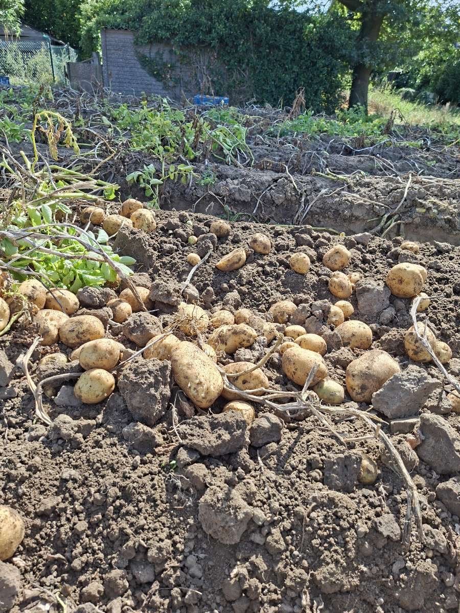 Verse aardappelen te koop, Articles professionnels, Agriculture | Pommes de terre, Légumes, Fruits & Viande, Enlèvement