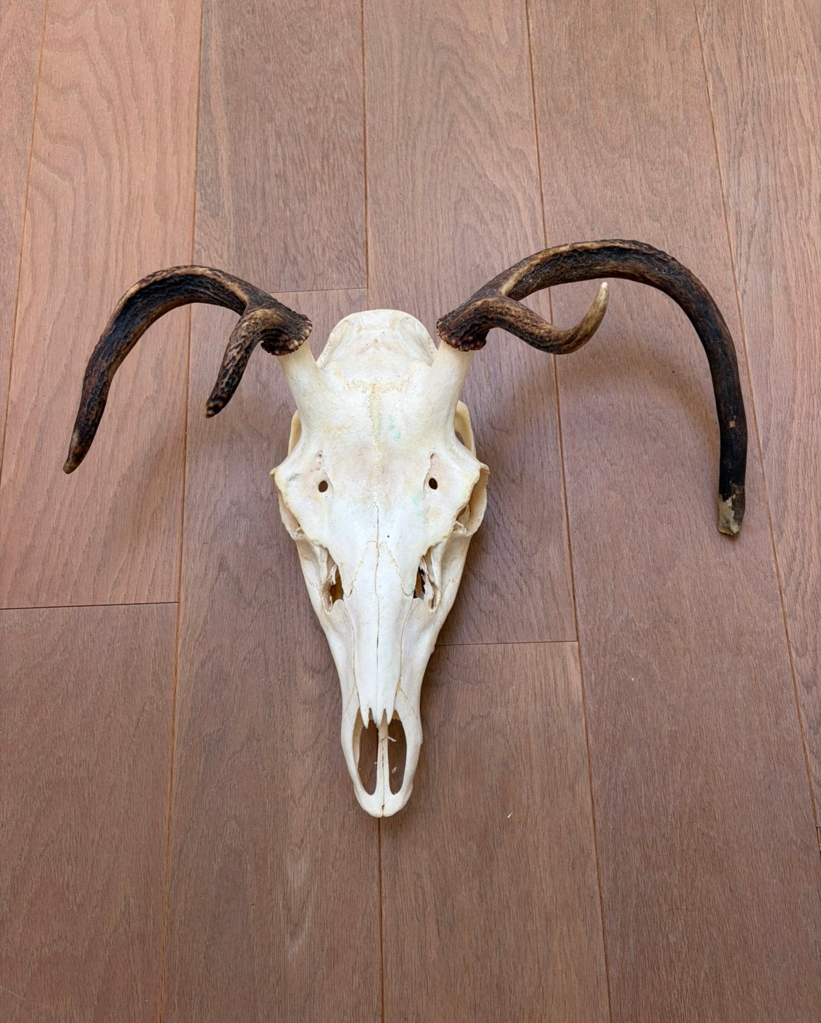 Gewei, Collections, Collections Animaux, Enlèvement, Utilisé, Cerf, Bois ou Tête