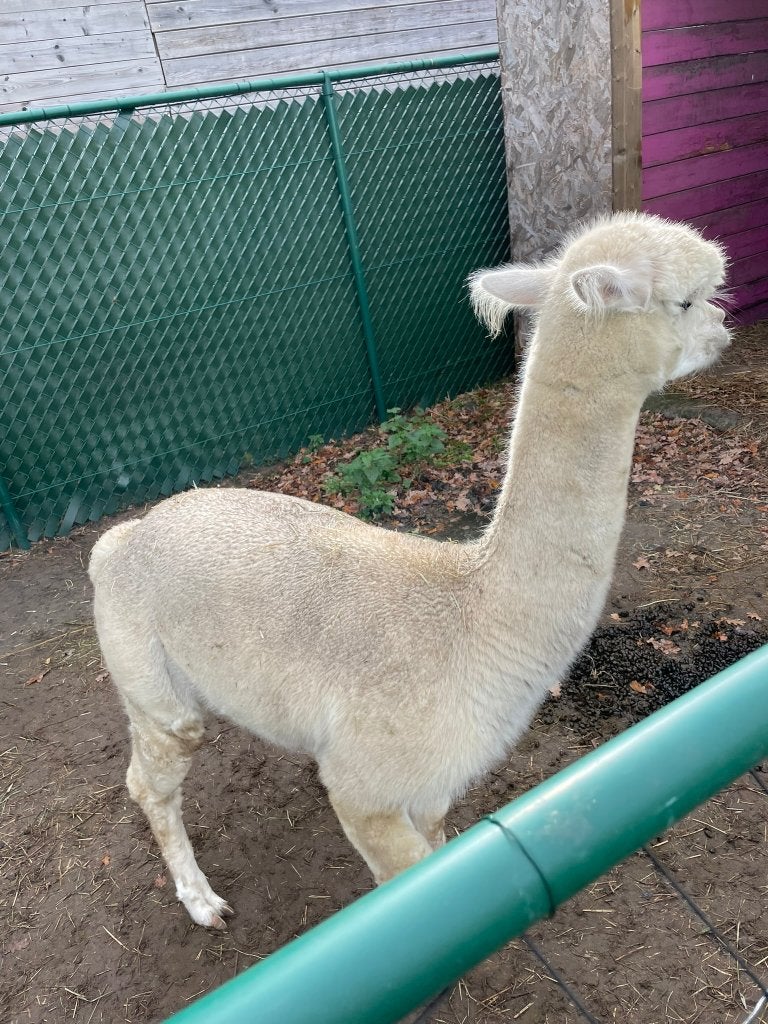 alpaca te koop, Mannelijk, 3 tot 5 jaar