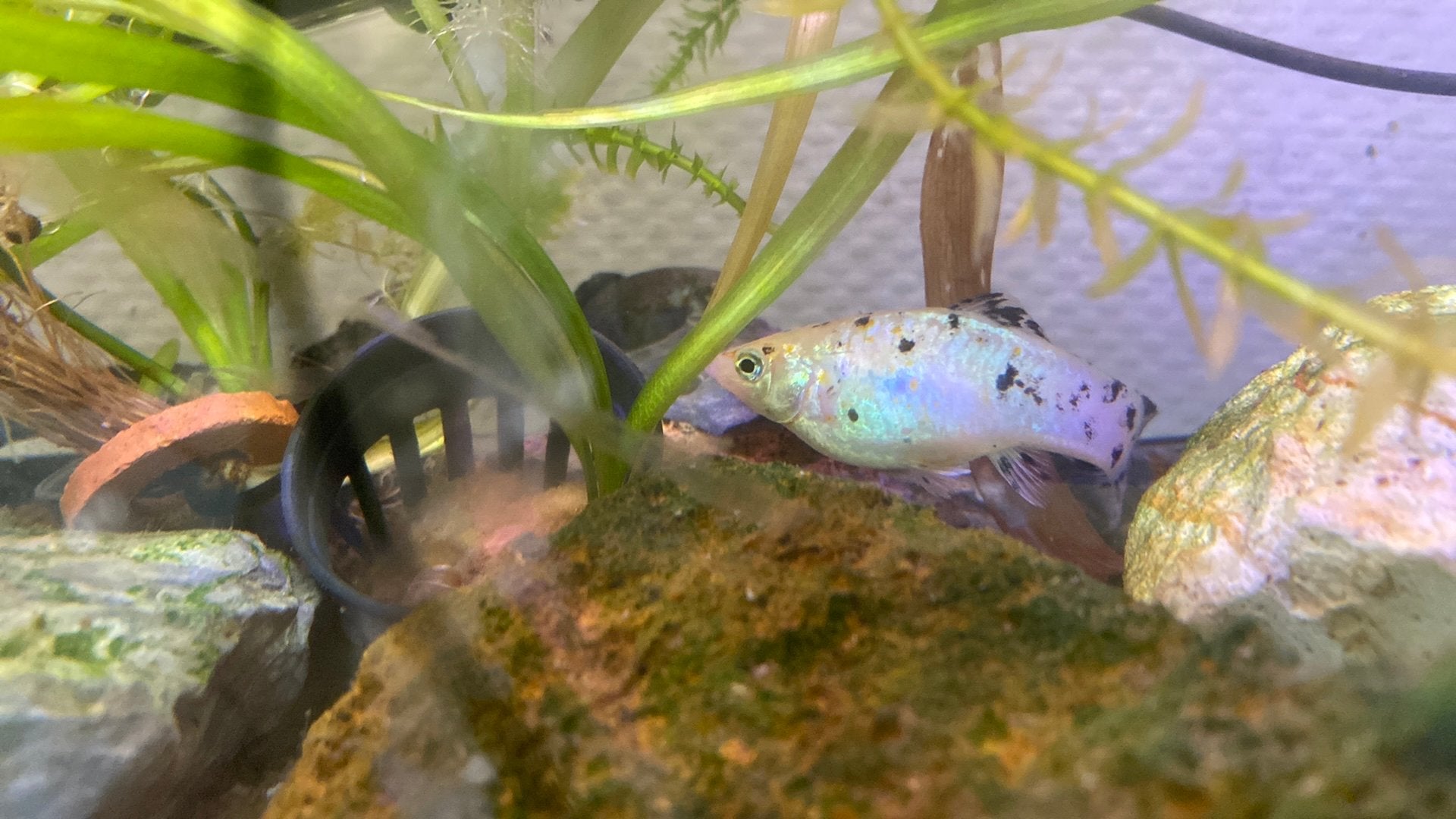 Molly’s, Animaux & Accessoires, Poisson, Poisson d'eau douce, Banc de poissons