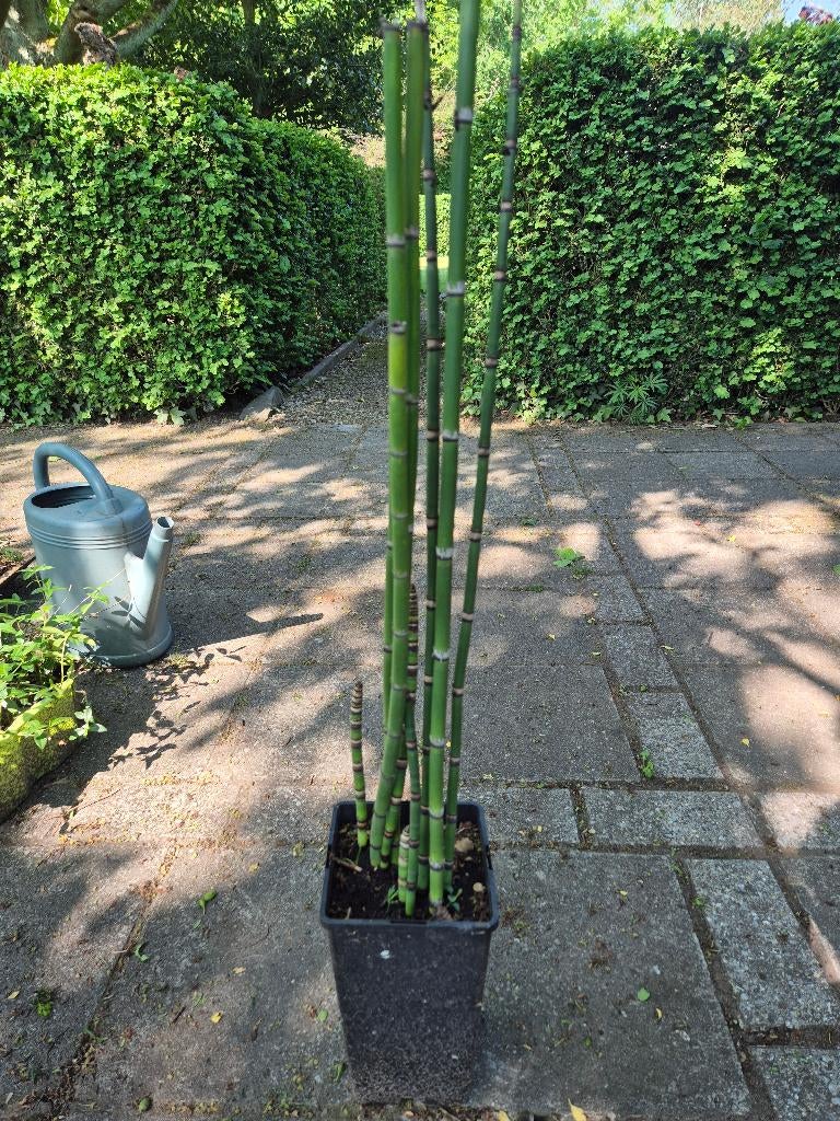 Schaafstro, Tuin en Terras, Planten | Tuinplanten, Ophalen, Volle zon, Vaste plant, Bloeit niet