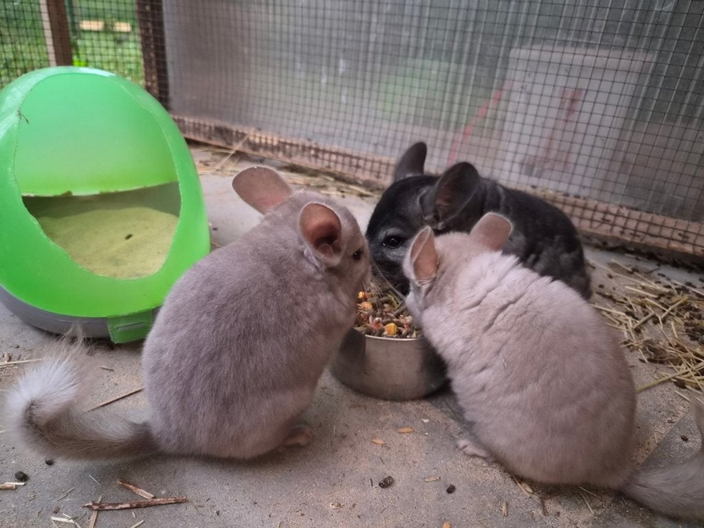 Chinchilla, Dieren en Toebehoren, Knaagdieren, Mei, Chinchilla