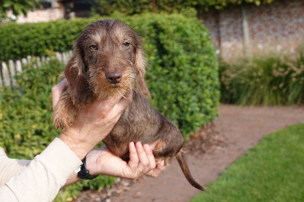 Chiot teckel nain à poil dur avec pedigree (choco&tan), Animaux & Accessoires, 15 semaines à 1 an, Chien (mâle), Maladie de Carré (chiens)