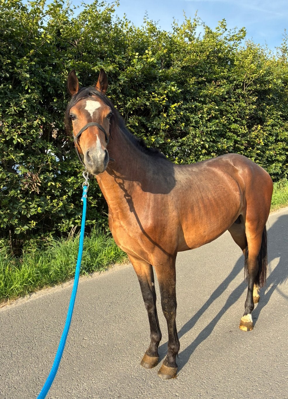 New Forest D-pony hengst, Animaux & Accessoires, Poneys, Avec pedigree, Poney D (1.37 m à 1.48m), Étalon, 0 à 2 ans