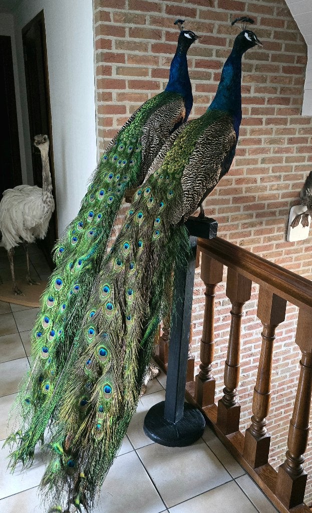 Beaux animaux et oiseaux en peluche : paons en peluche..., Collections, Collections Animaux, Neuf, Animal empaillé, Animal de ferme