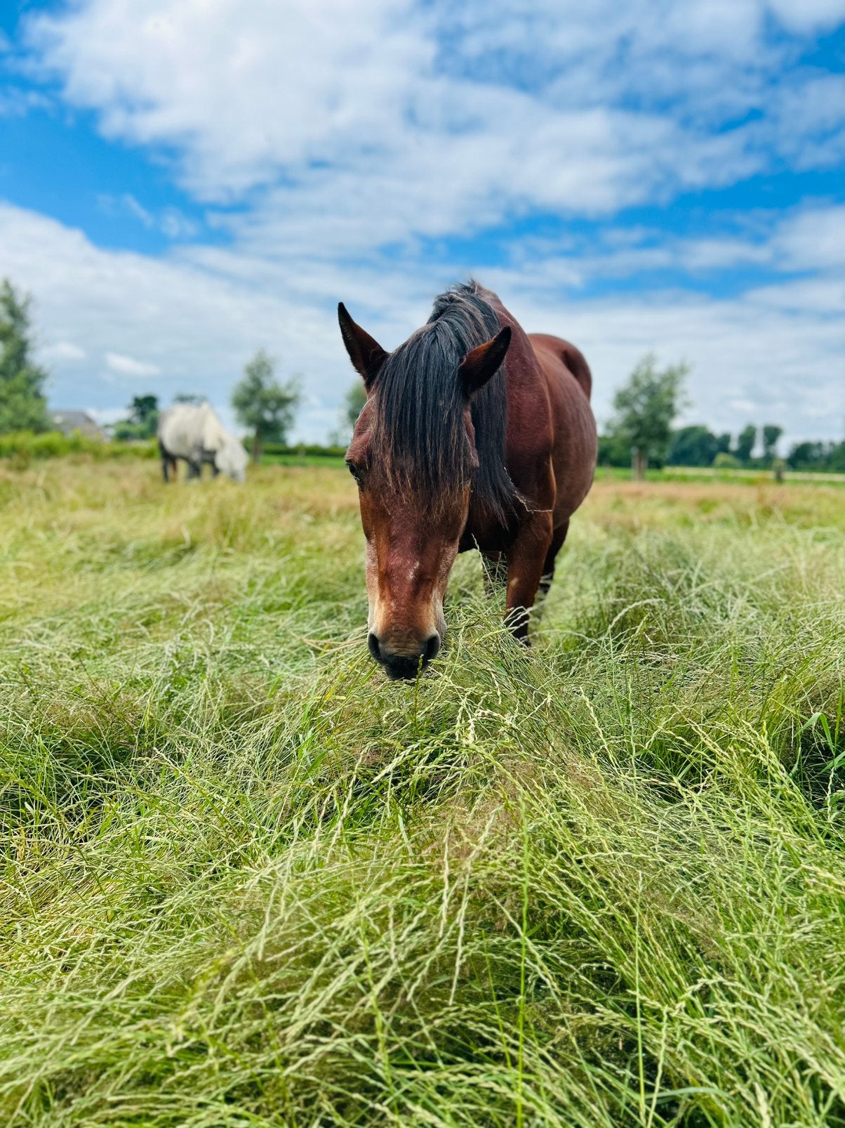 Pensionplekje / weide voor paarden regio Loppem, Dieren en Toebehoren, Stalling en Weidegang