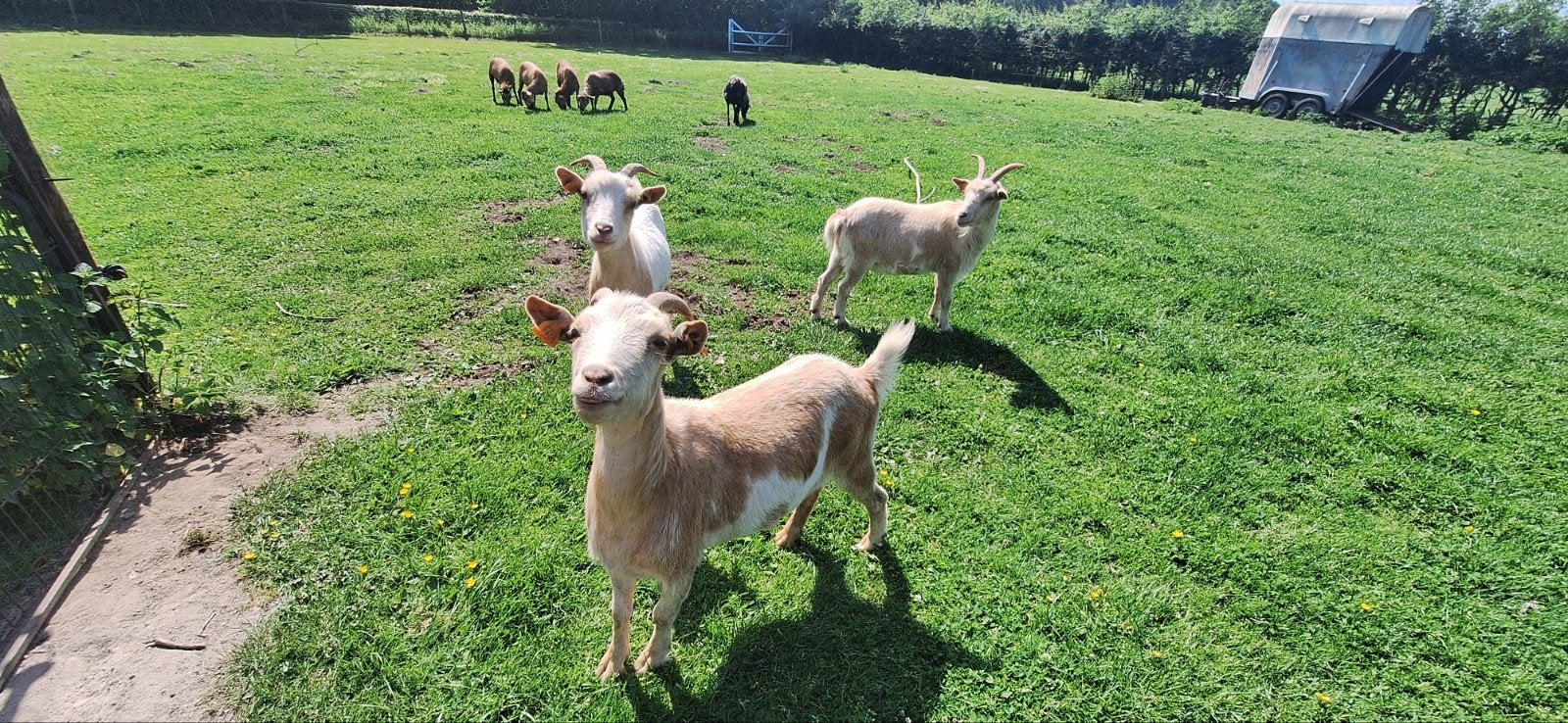 3 Geiten miekes (zusjes) zoeken een mooi nieuw onderkomen, Dieren en Toebehoren, Schapen, Geiten en Varkens, Vrouwelijk, Geit