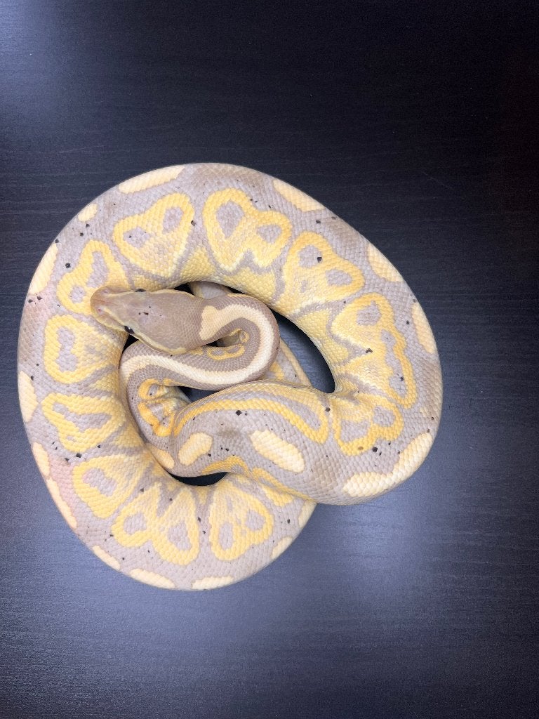 Ball Python  man Ball Python - male for sale from Bubblegum ball python’s