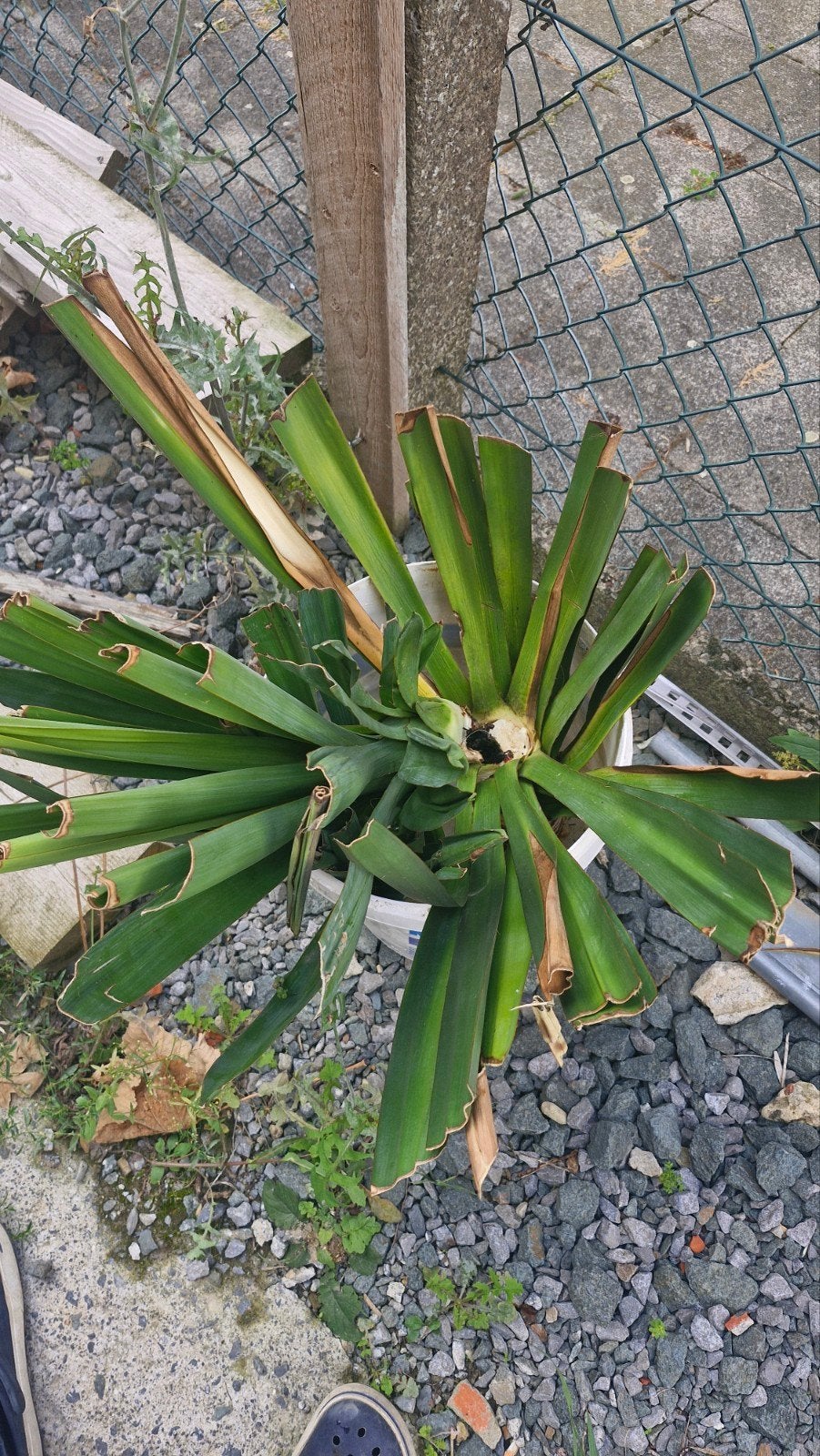yuka acclimaté a vendre, Jardin & Terrasse, Bulbes & Semences, Enlèvement ou Envoi, Toute l'année, Plein soleil