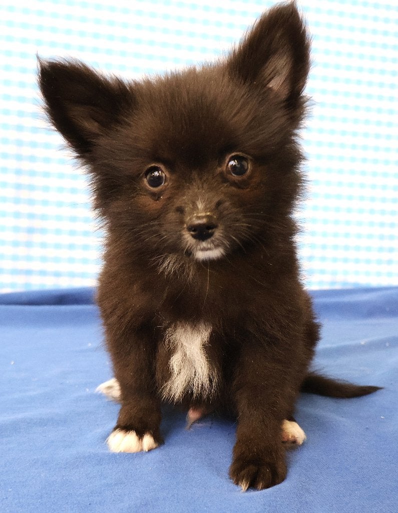 Super mooie Keeshondjes!, Dieren en Toebehoren, Honden | Chihuahua's en Gezelschapshonden, 15 weken tot 1 jaar, Overige rassen