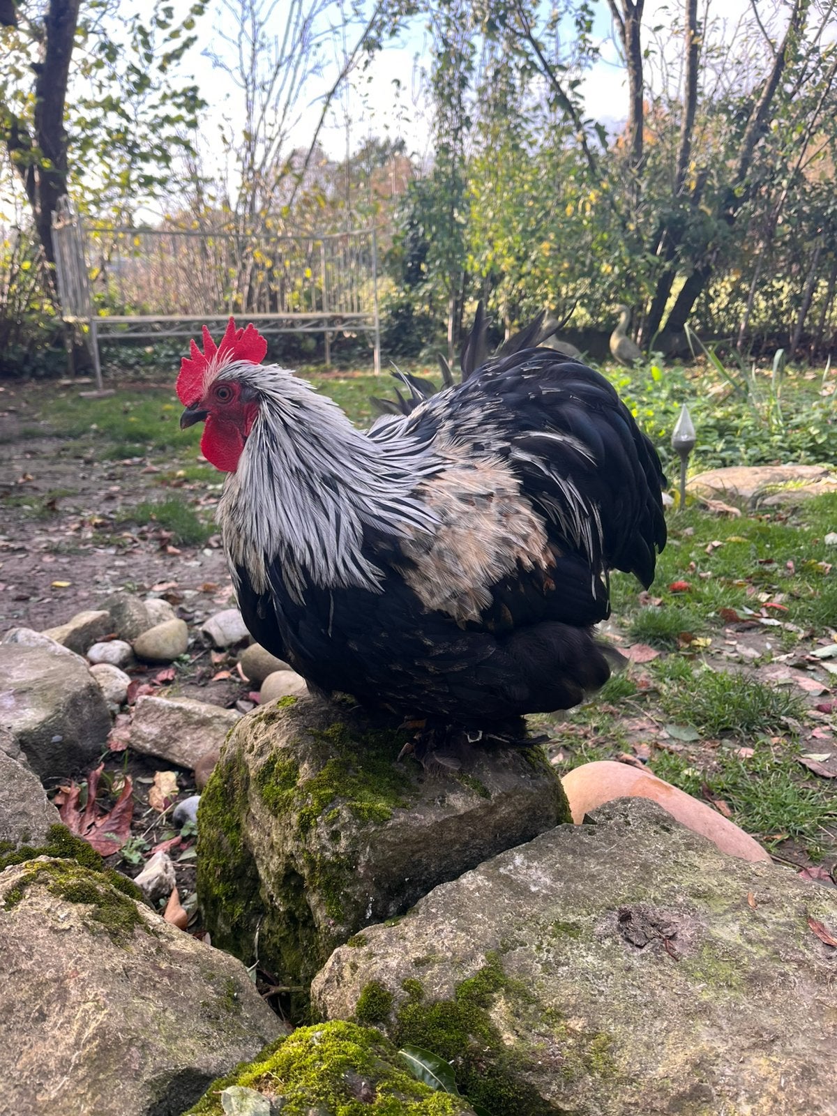 Mooi Cochin haantje, Dieren en Toebehoren, Mannelijk, Kip