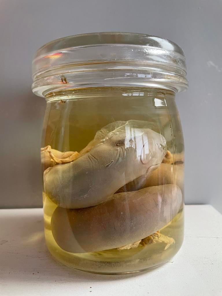 Sterwaterpreparaat konijntjes, Verzamelen, Dierenverzamelingen, Zo goed als nieuw, Overige typen, Boerderijdier, Ophalen