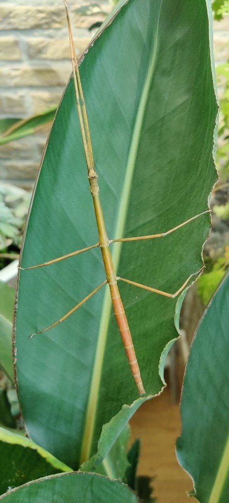 Wandelende takken - Ramulus angustior, Dieren en Toebehoren, Insecten en Spinnen, Wandelende tak