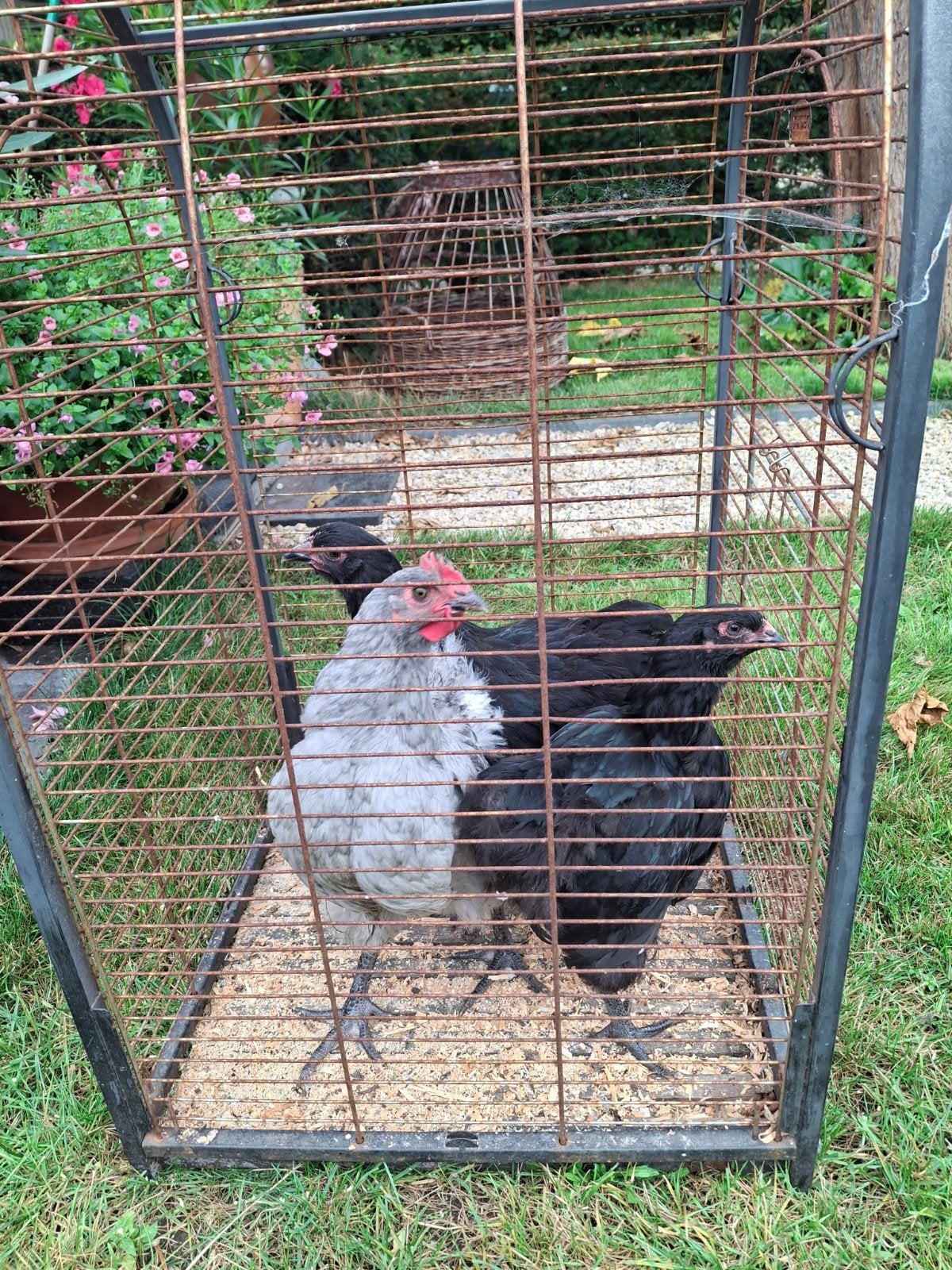 Ils sont Orpington, Femelle, Poule ou poulet