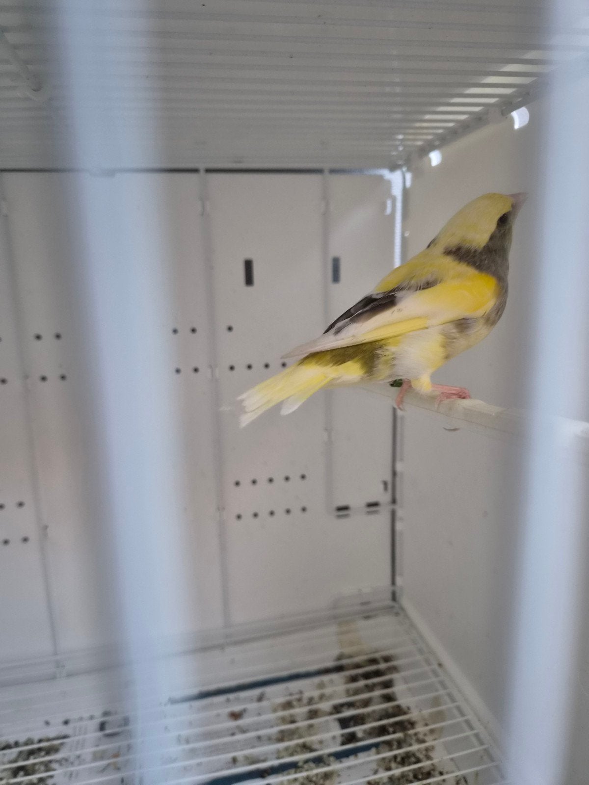 bonte groenling 2026, Dieren en Toebehoren, Geslacht onbekend, Wildzangvogel, Geringd
