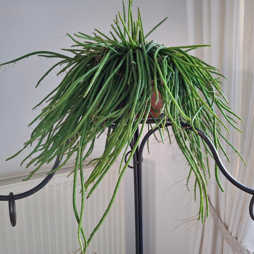 Prachtige grote plant, Ophalen