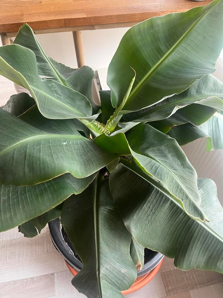 Bananenplant, Ophalen