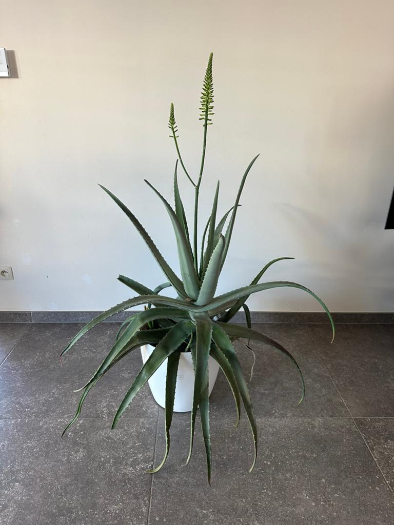 Aloe vera plant, Huis en Inrichting, Kamerplanten, Groene kamerplant, Ophalen, Volle zon, 100 tot 150 cm
