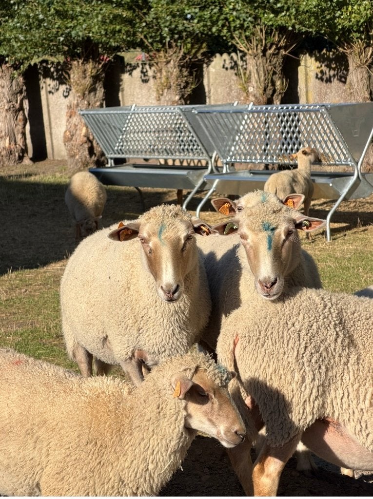 Lakense schapen te koop, Dieren en Toebehoren, Vrouwelijk, Schaap