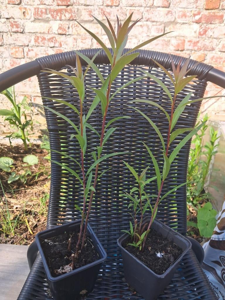 Aster ombellatus, Enlèvement, Plante fixe