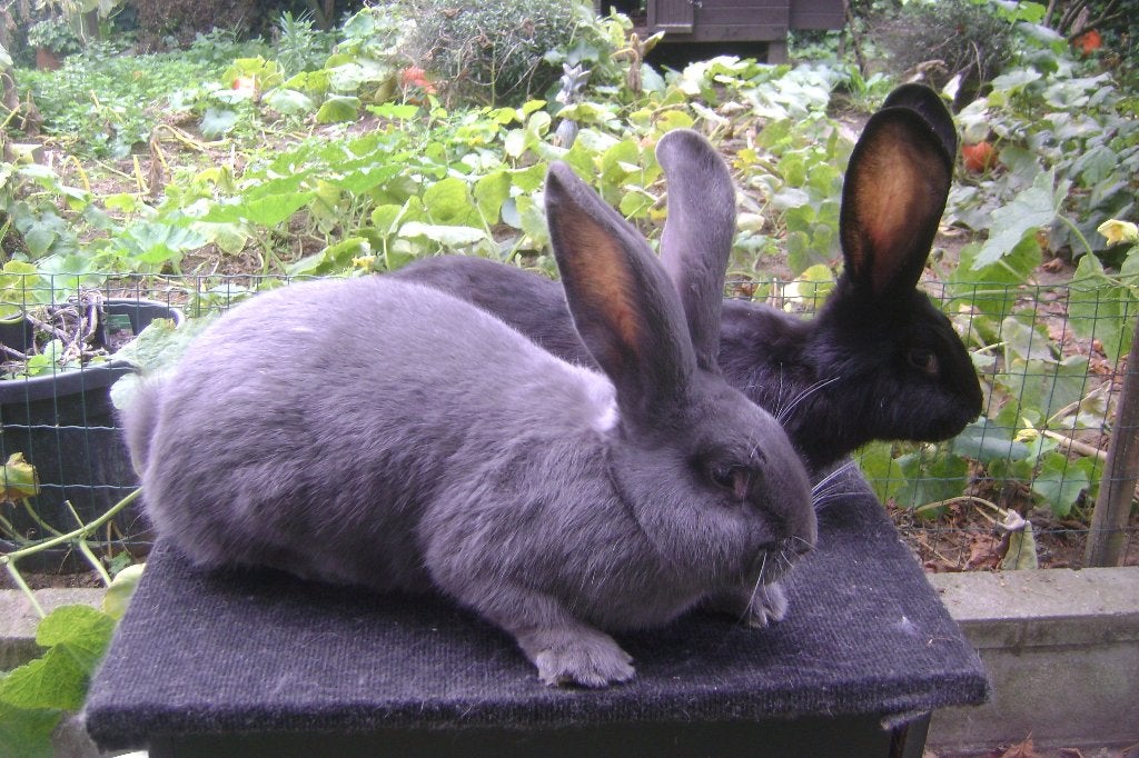 Twee Vlaamse reuzen, Dieren en Toebehoren, Vrouwelijk, Groot
