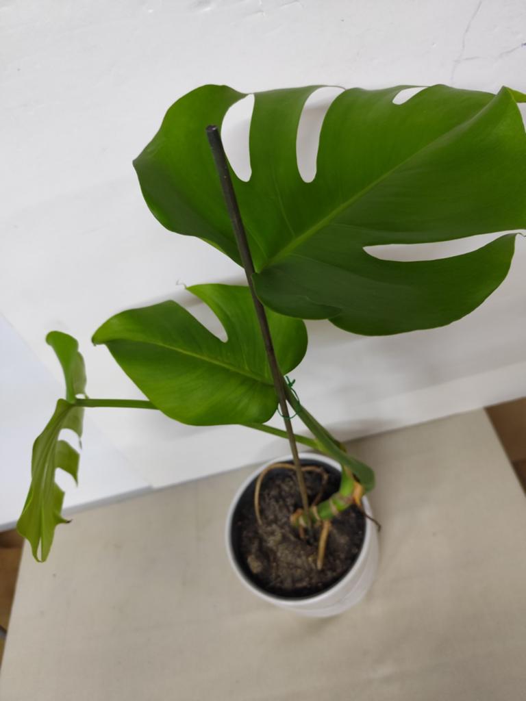 Fam van de Monstera Deliciosa, gatenplant. Hoogte 40 cm, Enlèvement