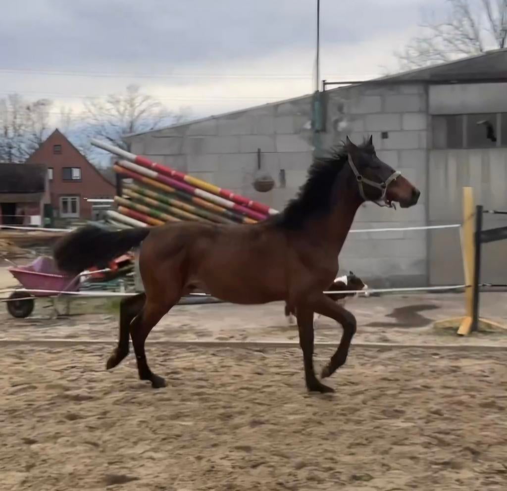 Chacco blue jaarling hengst, Dieren en Toebehoren, Hengst