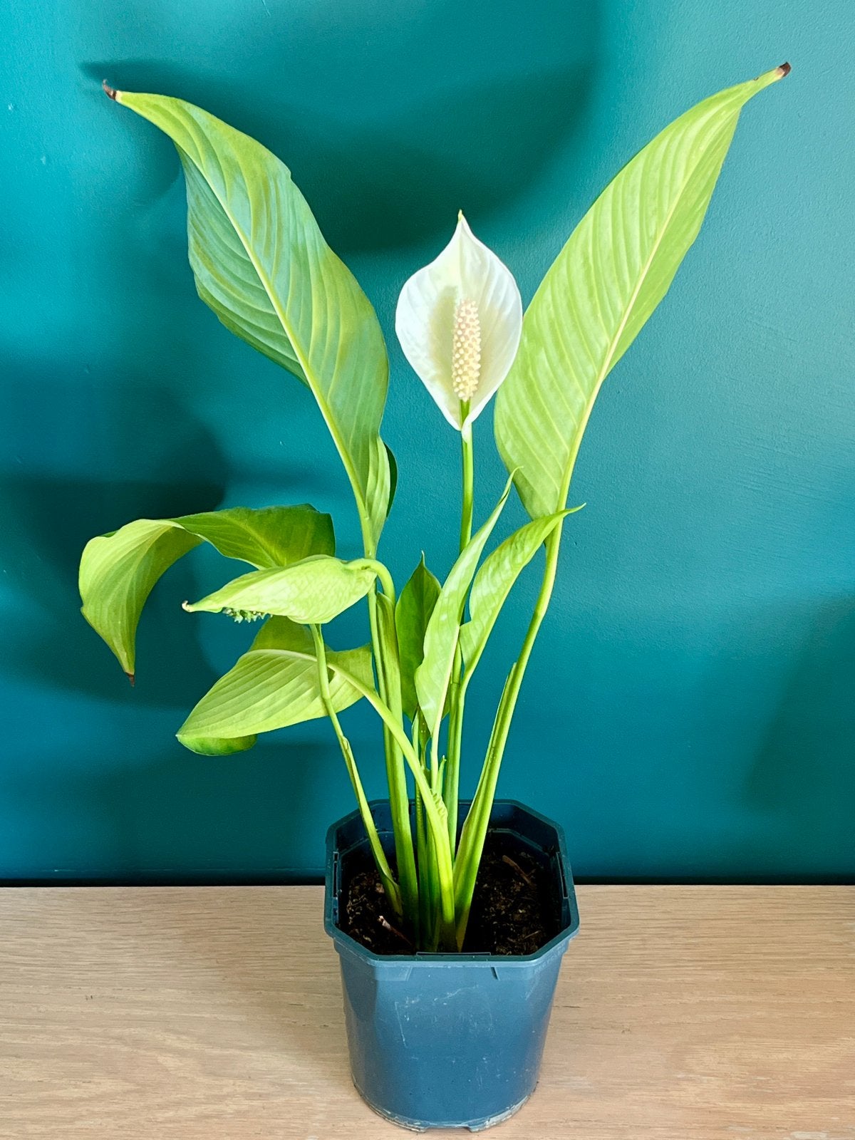 Spathiphyllum (Lepelplant) – kamerplant met witte bloemen, Huis en Inrichting, Kamerplanten, Ophalen, Overige soorten, Halfschaduw