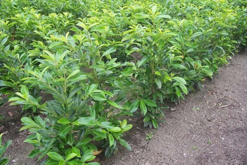 Prunus laurocerasus Caucasica ( laurierkers ), Ophalen, Laurier