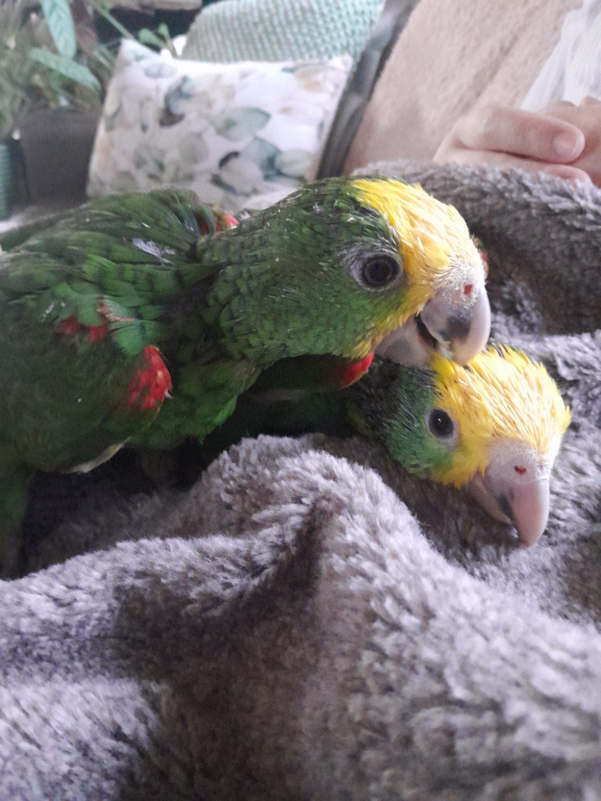 Handtamme dubbele geelkop amazone baby oratrix papegaai, Femelle, Perroquet, Parleur