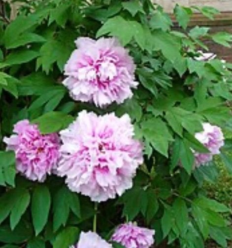 Pioenen, Ophalen, Lente, Vaste plant