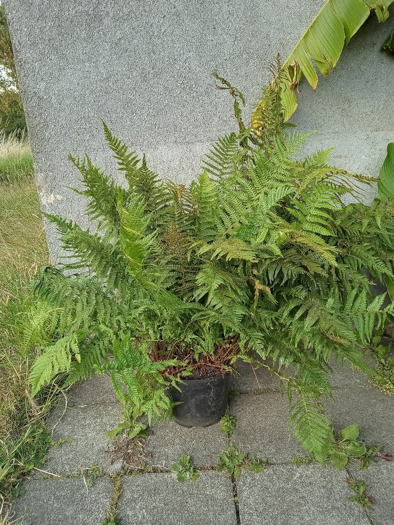 Varen, Tuin en Terras, Planten | Tuinplanten, Ophalen, Vaste plant, Varens, Bloeit niet