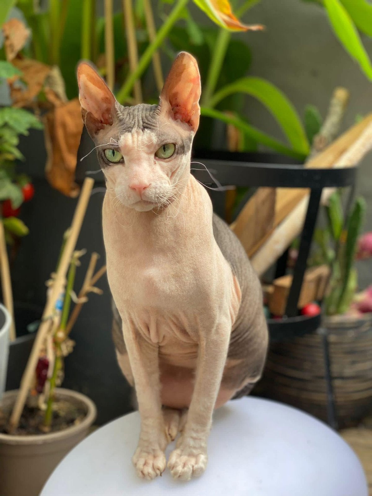Zoeken een goed huisje, Avril, Plusieurs animaux