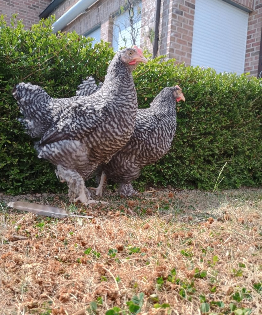 mechelse koekoek haan/hanen te koop, Dieren en Toebehoren, Pluimvee, Mannelijk, Kip