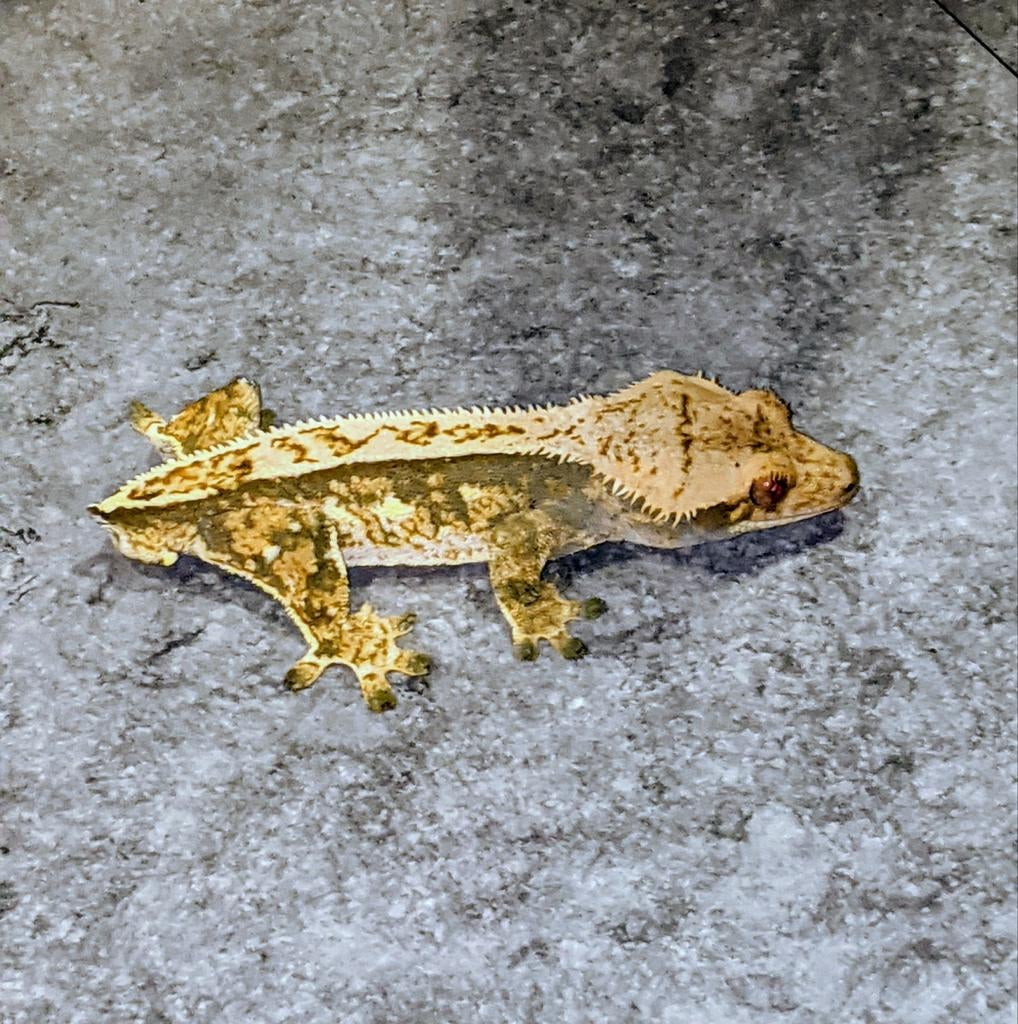 Wimpergekko man (USA)