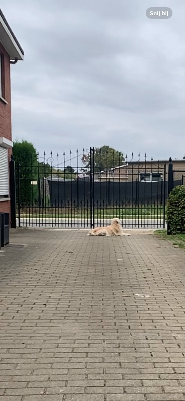 Zware ijzeren poort met steunpalen, Tuin en Terras, Ophalen, Gebruikt, 200 cm of meer, IJzer