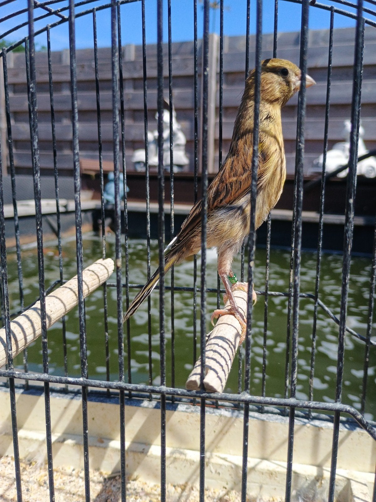 jeune arlequin canari 2026, Animaux & Accessoires, Oiseaux | Canaris