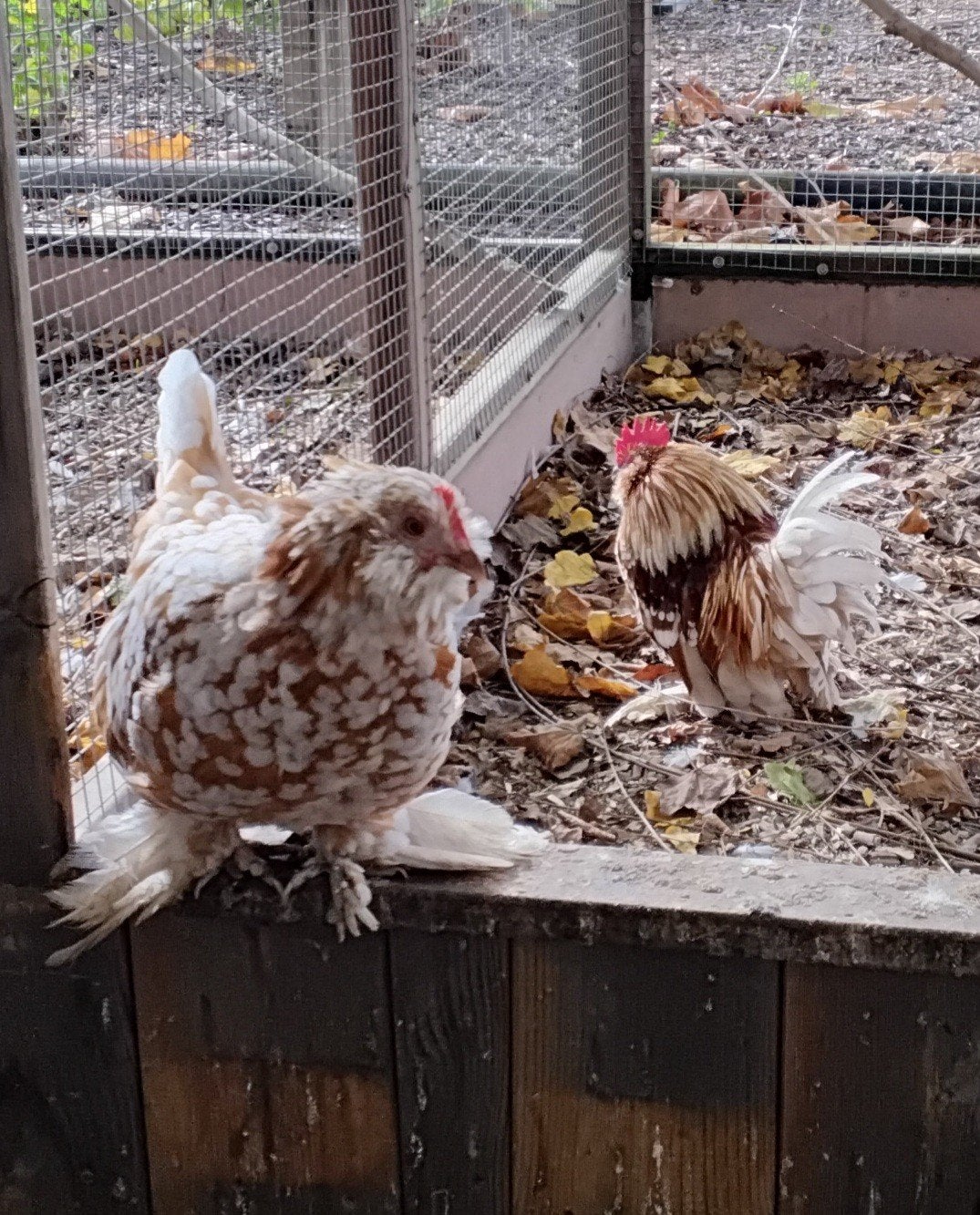 Ukkelse baardkriel kippen, Dieren en Toebehoren, Pluimvee