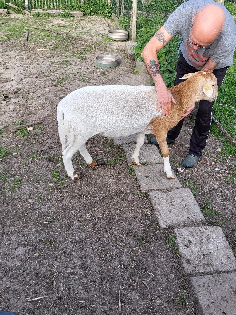 ram te koop, Mannelijk, Schaap, 0 tot 2 jaar