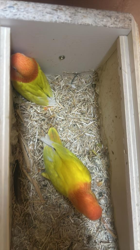Groen opaline pale fallow fischer, Dieren en Toebehoren, Geslacht onbekend, Geringd