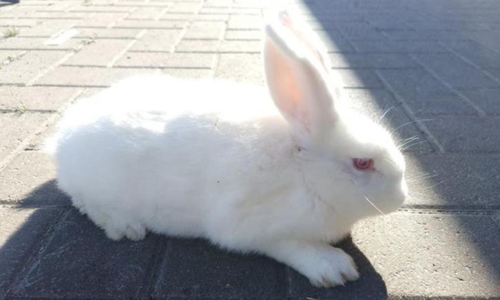 RAS KONIJNEN, Dieren en Toebehoren, Konijnen, Meerdere dieren, Groot, 0 tot 2 jaar
